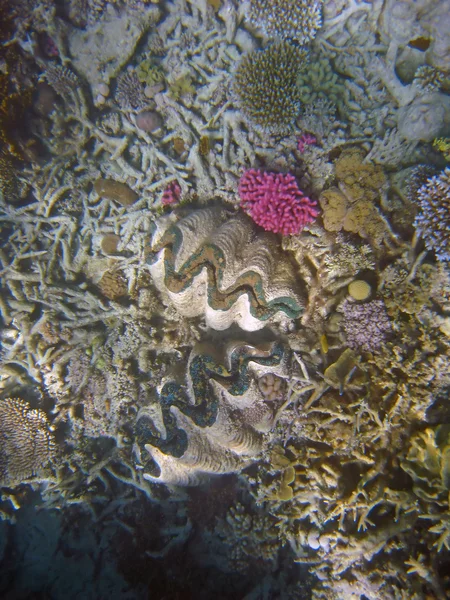 大堡礁的颜色 — 图库照片