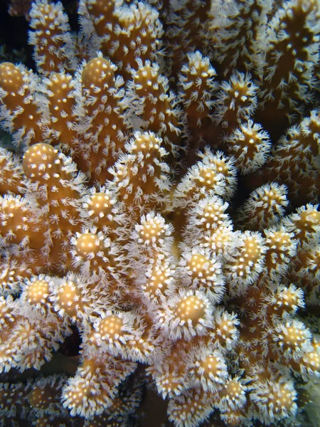 Colori della Grande Barriera Corallina — Foto Stock
