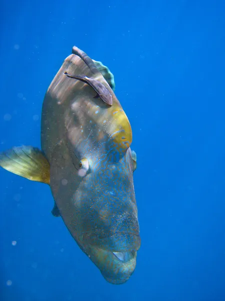 Humphead маорі губанів, Об'єднані Арабські Емірати — стокове фото