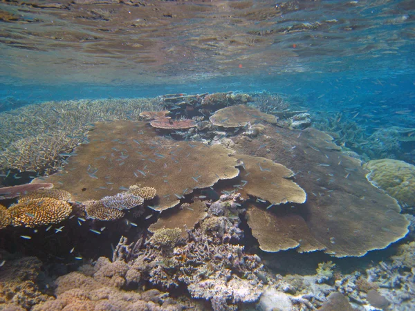 Cena subaquática da Grande Barreira de Corais — Fotografia de Stock