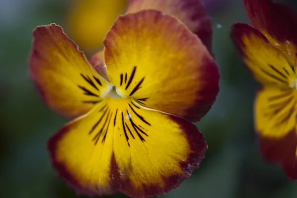 stock image Flowers Macro, Tuscany