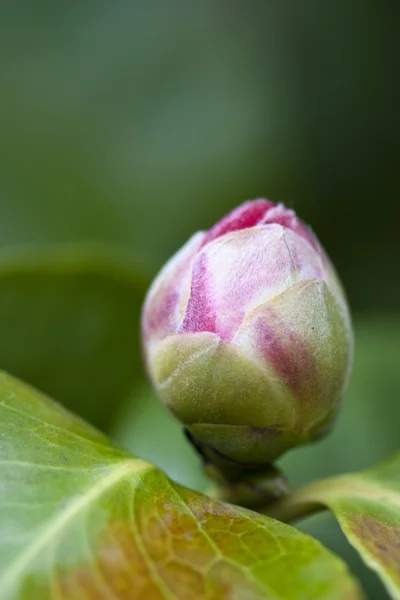 stock image Red Camelia, Italy