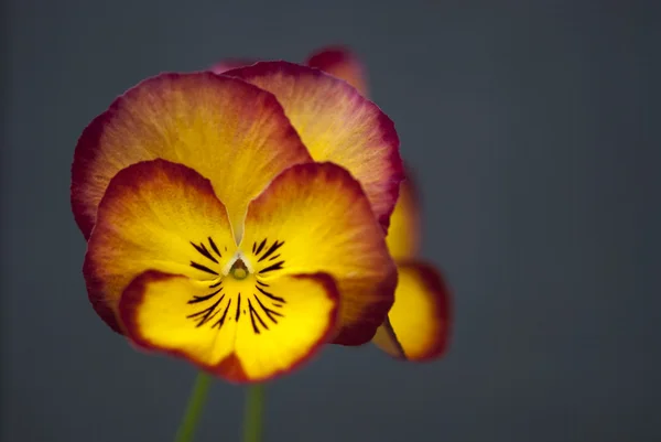 Daisy blommor i en trädgård — Stockfoto