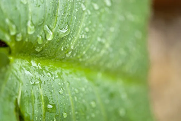 Wet Green Leaves in a Garden — Stock Photo, Image