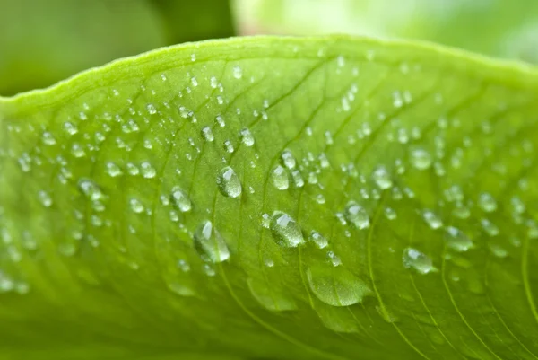 庭の湿った緑の葉 — ストック写真