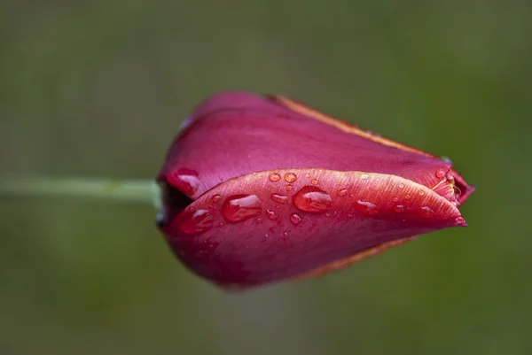 Tulipa vermelha — Fotografia de Stock