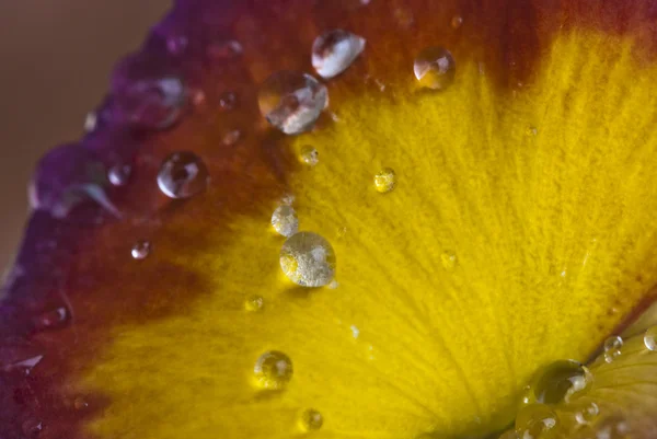 ウェットすみれ色の花 — ストック写真