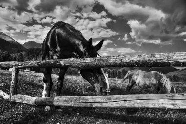 Horses, Dolomites, Italy, August 2007 clipart