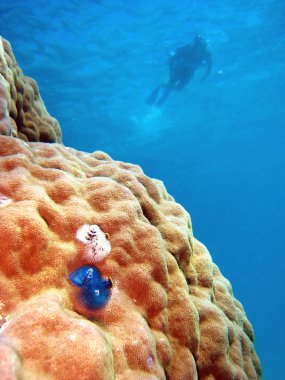 Underwater Scene of Great Barrier Reef clipart