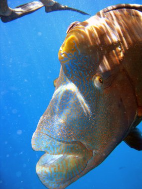 humphead maori wrasse, Avustralya