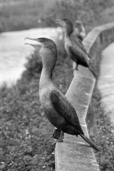 Pássaros pedindo comida, Everglades, Florida, Janu — Fotografia de Stock