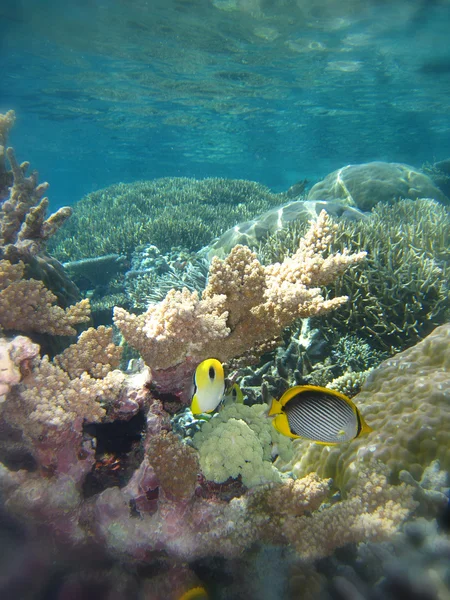 Escena submarina de la Gran Barrera de Coral — Foto de Stock