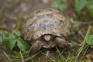 Tortoise in the Garden, Italy clipart