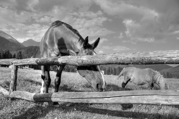 Hästar, Dolomiterna, Italien, augusti 2007 — Stockfoto