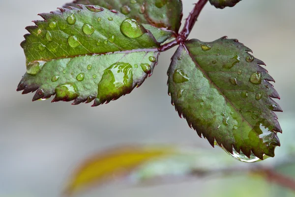 Wet Green Leaves in a Garden — Stock Photo, Image