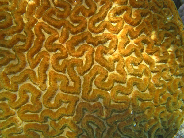 Kleuren en texturen van het great barrier reef — Stockfoto