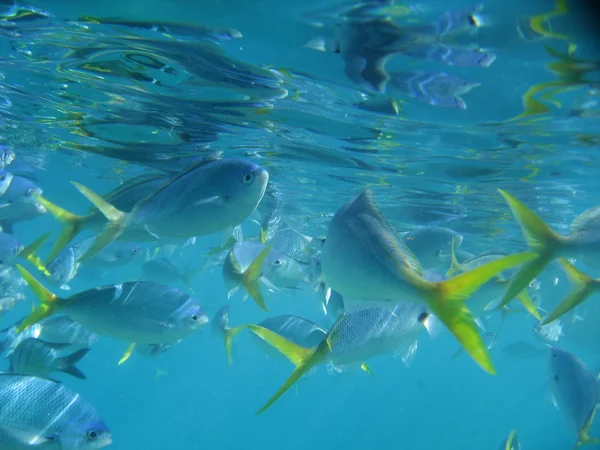 Büyük Set Resifi altında deniz yaşamı — Stok fotoğraf