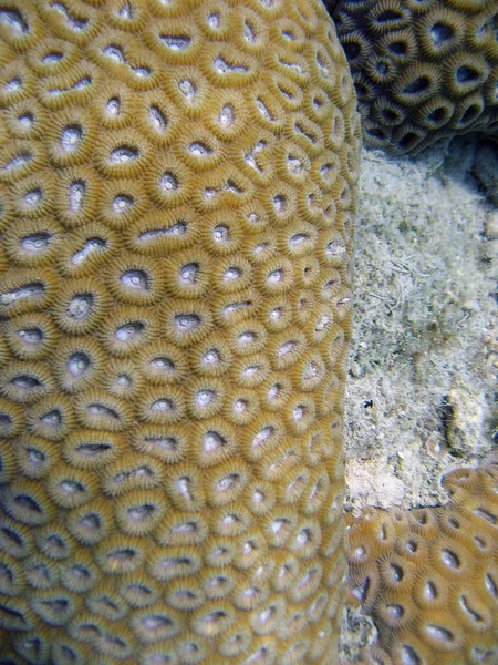 Podwodne życie Wielka rafa koralowa — Zdjęcie stockowe
