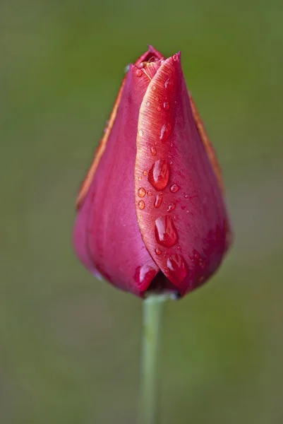 Tulpe auf einem toskanischen Garten, Italien — Stockfoto