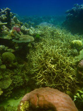 Underwater Life of Great Barrier Reef clipart