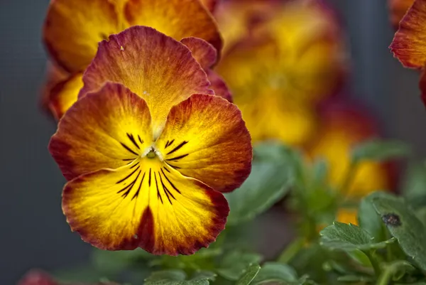Daisy blommor i en trädgård — Stockfoto