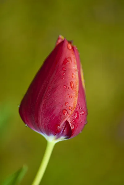 Tulpe auf einem toskanischen Garten, Italien — Stockfoto