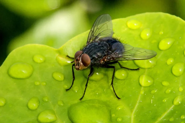 stock image Fly on a Wet Leaf, Cannes