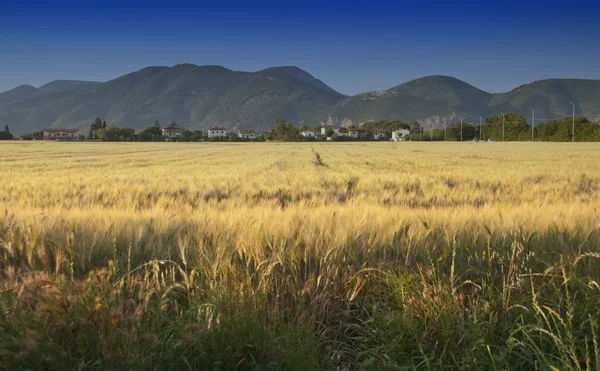 Campo de maíz en Toscana Campo — Foto de Stock