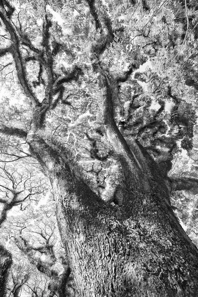 Texture di alberi di Mossman barbuti, Australia — Foto Stock