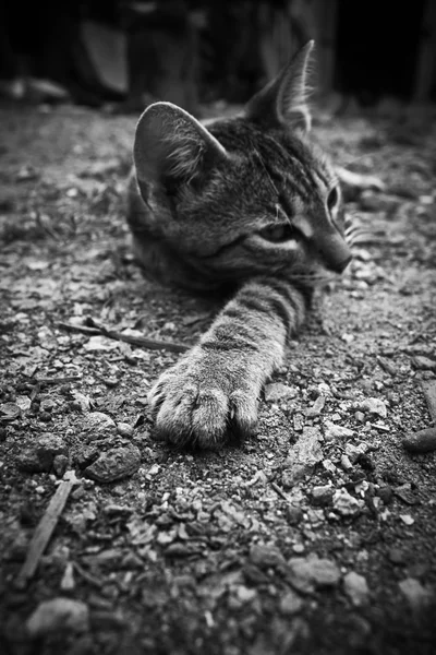 Gato dormido — Foto de Stock