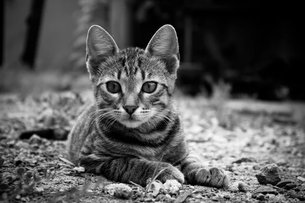 Kotě ve dvoře — Stock fotografie