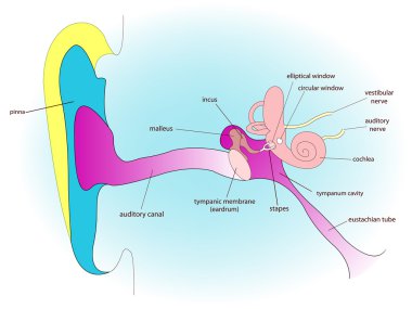 Ear anatomy clipart