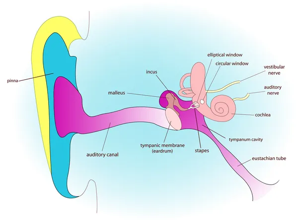 귀의 해부학 — 스톡 벡터