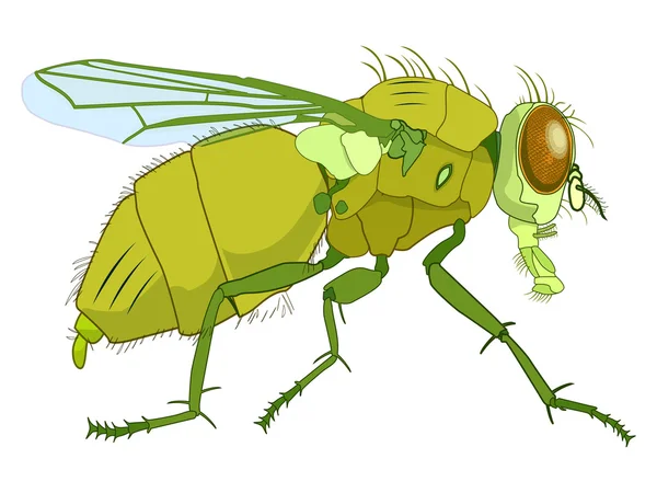 Dibujo a mosca aislado en blanco — Archivo Imágenes Vectoriales