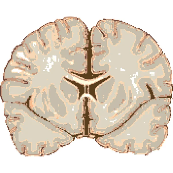 Human brain isolated on white — Stock Vector