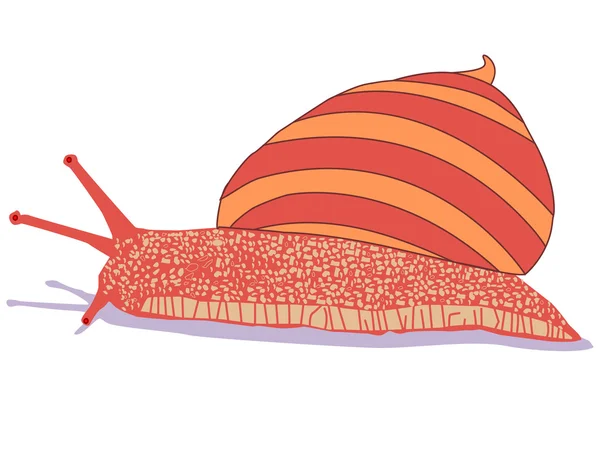 蜗牛卡通白色上孤立 — 图库矢量图片