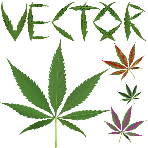 Vectores de hojas de marihuana — Archivo Imágenes Vectoriales