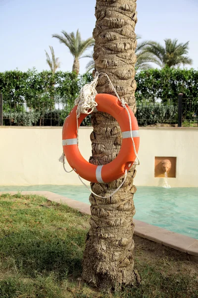 Lifebuoy на дереве — стоковое фото