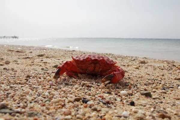 Röd krabba — Stockfoto