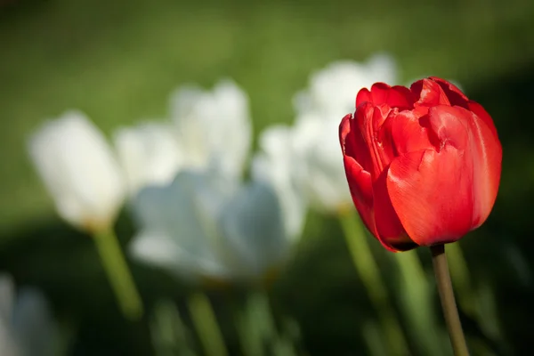 Röda och vita tulpaner — Stockfoto