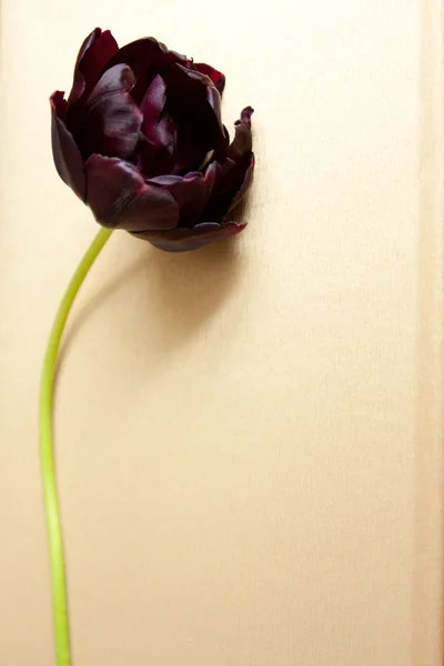 Violett tulip — Stockfoto