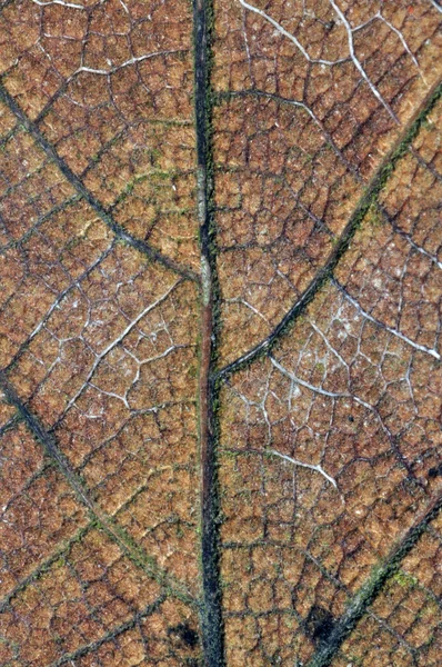 stock image Dry Leaf