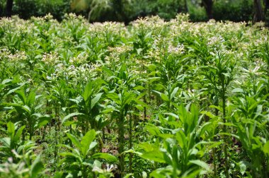 Tobacco farming clipart