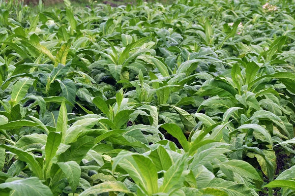 Cultivo de tabaco —  Fotos de Stock
