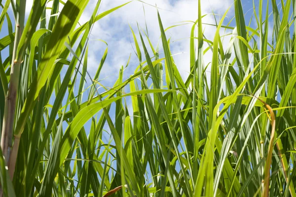 Sugarcane leaves — Stock Photo, Image