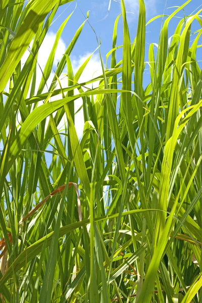 Sugarcane plants — Stock Photo, Image
