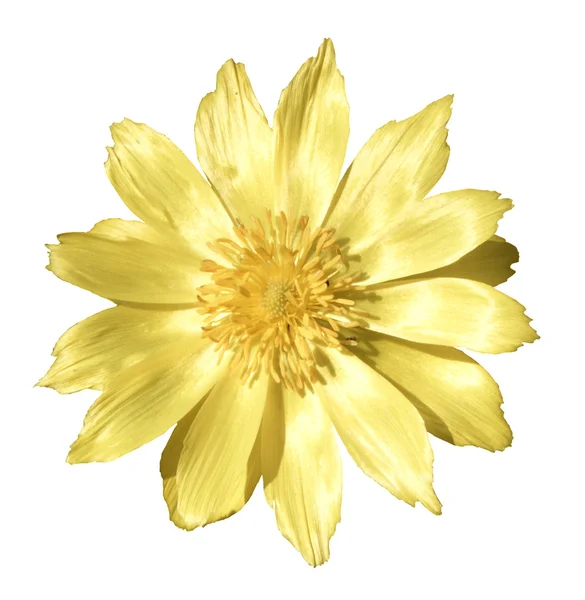 Flores amarillas de primavera de Adonis —  Fotos de Stock