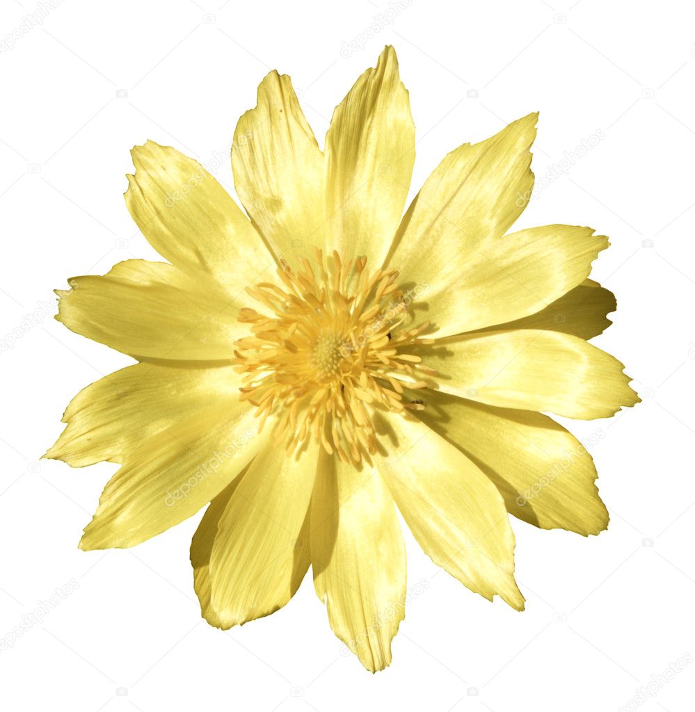 アドニスの黄色い花を春します ストック写真 C Silver Sky2212