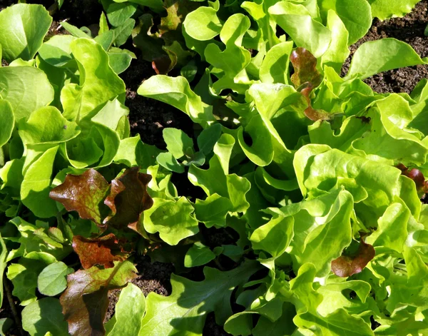 stock image Romaine lettuce in the ground