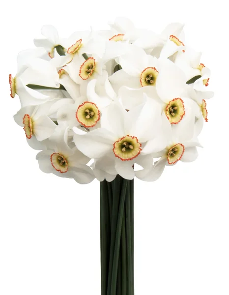 Bouquet de jonquilles de printemps isolé — Photo